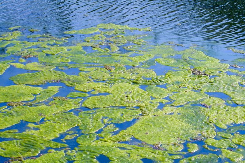 how-to-clean-up-lake-algae-page-1-of-0-karina-lakefront-maintenance